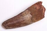 Real Spinosaurus Tooth - Robust Tooth #206177-1